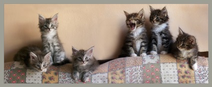 Maine Coon Cats (28 fotografii), fapte interesante, locuri unice, poze uimitoare si frumoase