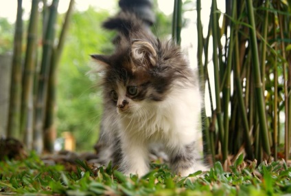 Macskák Maine Coon (28 fotó) Érdekességek egyedülálló helyen, lenyűgöző és gyönyörű fotók