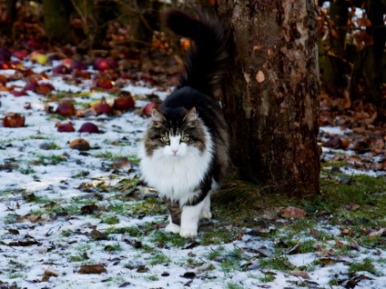 Macskák Maine Coon (28 fotó) Érdekességek egyedülálló helyen, lenyűgöző és gyönyörű fotók