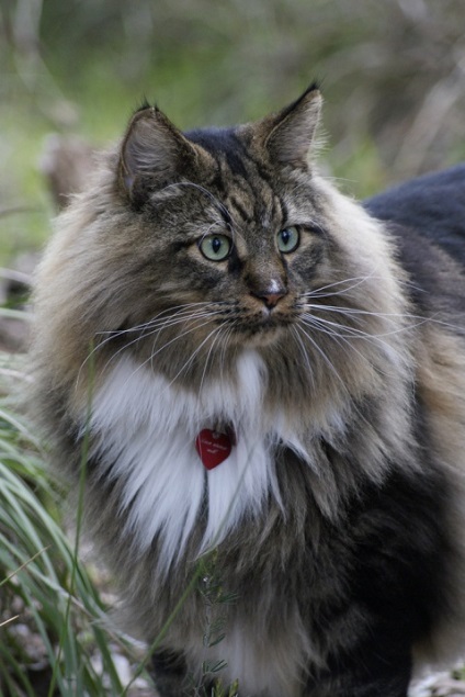 Maine Coon Cats (28 fotografii), fapte interesante, locuri unice, poze uimitoare si frumoase