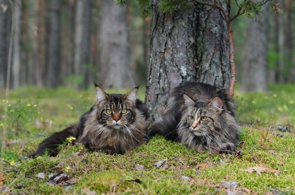 Macskák Maine Coon (28 fotó) Érdekességek egyedülálló helyen, lenyűgöző és gyönyörű fotók