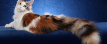 Maine Coon Cats (28 fotografii), fapte interesante, locuri unice, poze uimitoare si frumoase