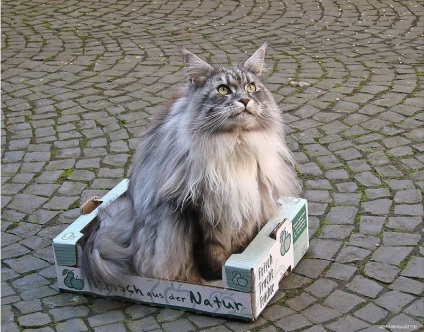 Maine Coon Cats (28 fotografii), fapte interesante, locuri unice, poze uimitoare si frumoase