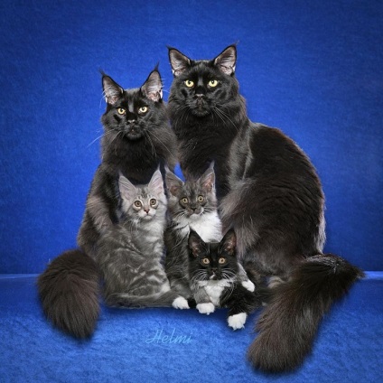 Maine Coon Cats (28 fotografii), fapte interesante, locuri unice, poze uimitoare si frumoase