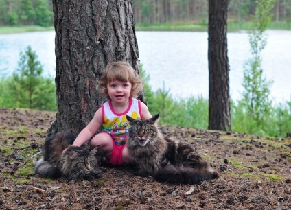 Maine Coon Cats (28 fotografii), fapte interesante, locuri unice, poze uimitoare si frumoase