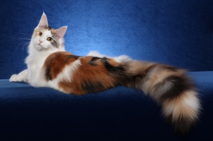 Maine Coon Cats (28 fotografii), fapte interesante, locuri unice, poze uimitoare si frumoase