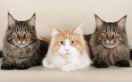 Maine Coon Cats (28 fotografii), fapte interesante, locuri unice, poze uimitoare si frumoase