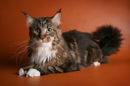 Maine Coon Cats (28 fotografii), fapte interesante, locuri unice, poze uimitoare si frumoase