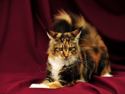 Maine Coon Cats (28 fotografii), fapte interesante, locuri unice, poze uimitoare si frumoase