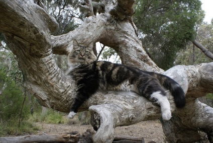 Macskák Maine Coon (28 fotó) Érdekességek egyedülálló helyen, lenyűgöző és gyönyörű fotók