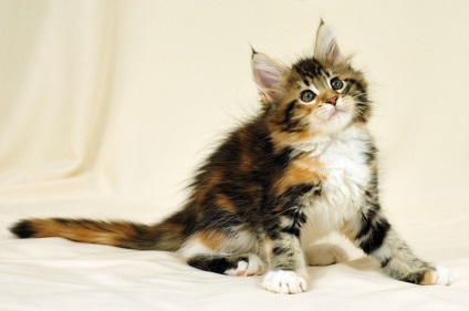 Maine Coon Cats (28 fotografii), fapte interesante, locuri unice, poze uimitoare si frumoase