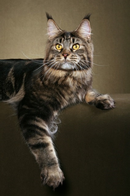 Maine Coon Cats (28 fotografii), fapte interesante, locuri unice, poze uimitoare si frumoase