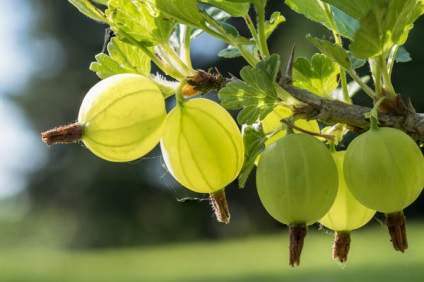 Gooseberry are caracteristici de plantare și de îngrijire, o varietate de verdeț