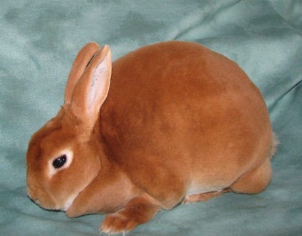 Rabbit Rex Originea, îngrijirea și reproducerea rasei