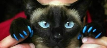 Cine folosea anti-zgârieturi siliconice pe ghearele pisicilor