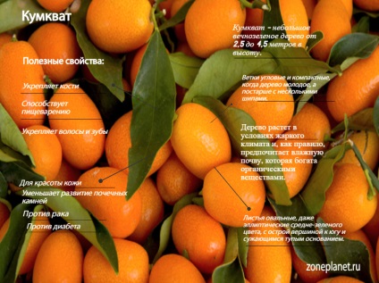 Kumquat bun, cum se folosește, se păstrează, istoria