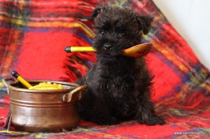 Cumpărați un cățeluș, un cairn terrier din casa lui Elix