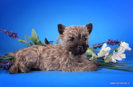 Cumpărați un cățeluș, un cairn terrier din casa lui Elix