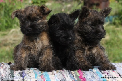 Cumpărați un cățeluș, un cairn terrier din casa lui Elix