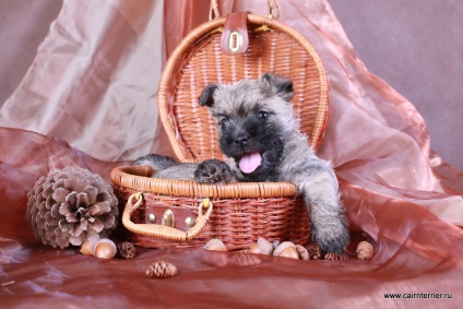 Cumpărați un cățeluș, un cairn terrier din casa lui Elix