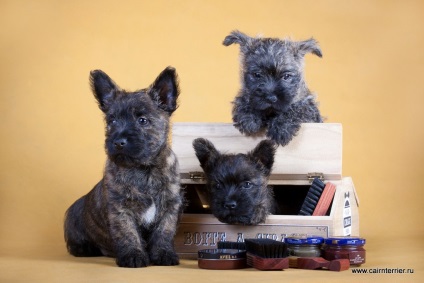 Cumpărați un cățeluș, un cairn terrier din casa lui Elix