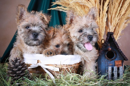 Cumpărați un cățeluș, un cairn terrier din casa lui Elix