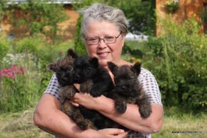 Cumpărați un cățeluș, un cairn terrier din casa lui Elix