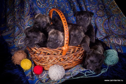 Cumpărați un cățeluș, un cairn terrier din casa lui Elix