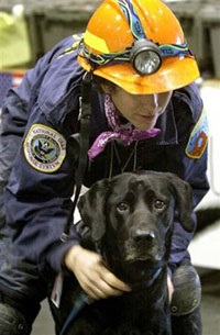 Labrador retrievers, articole