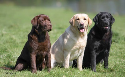 Labrador retrievers, articole