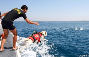 Labrador retrievers, articole