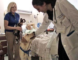 Labrador retrievers, articole