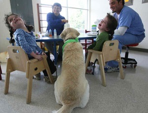 Labrador retrievers, articole