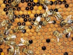Tratamentul albinelor și diagnosticarea maladiilor de butoi de miere