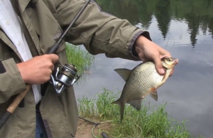 Bream în primăvară