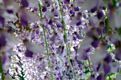 Liana wisteria - condițiile de creștere în grădină, viermele de iernare (wisteria), lumea grădinăritului