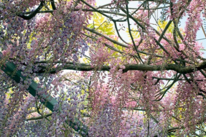 Wisteria szőlő - termesztési feltételek a kertben, telelés lila akác (Wisteria), a világ kertészeti