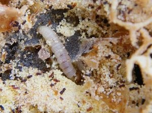 Molylárvákat néz ki, mint a hernyók, és hogyan kell elpusztítani őket