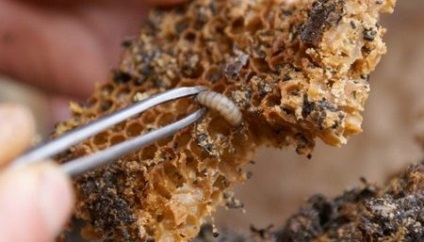 Molylárvákat néz ki, mint a hernyók, és hogyan kell elpusztítani őket