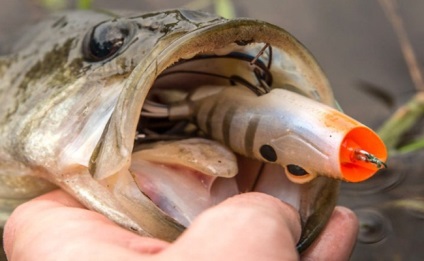 Pescuitul de șobolan pe o broască artificială de luptă, cablare