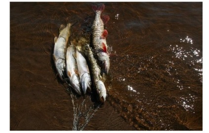 Pike halászat mesterséges béka fogaskerék, kábelezés