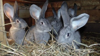 Sarcina falsă la iepuri cum să identifice și ce să facă