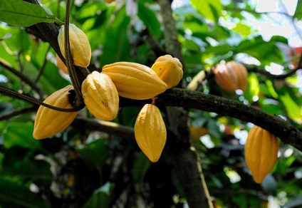 Top 10 țări de producție de cacao - în întreaga lume