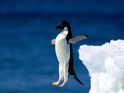 Fapte curioase despre pinguini
