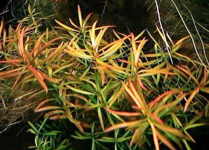 Ludwigia - specii, descriere, conținut, reproducere