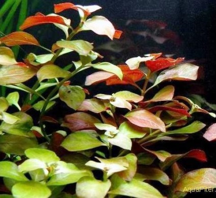 Ludwigia - specii, descriere, conținut, reproducere