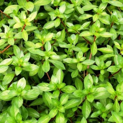 Ludwigia - specii, descriere, conținut, reproducere