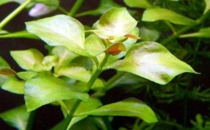 Ludwigia - specii, descriere, conținut, reproducere