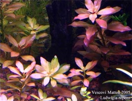 Ludwigia - specii, descriere, conținut, reproducere