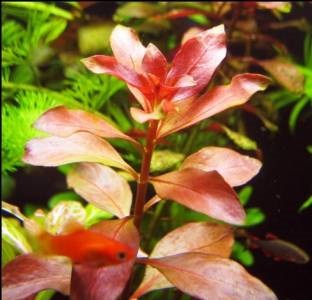 Ludwigia - specii, descriere, conținut, reproducere